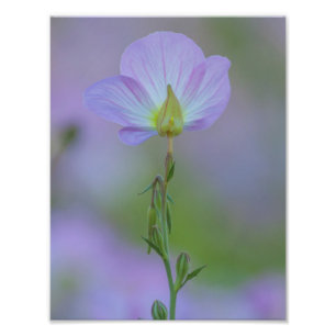 Lila Primrose Fotodruck