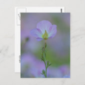Lila Primrose Postkarte (Vorne/Hinten)
