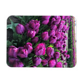Lila Prince Tulips Magnet (Horizontal)