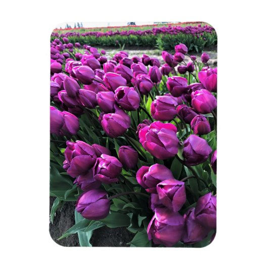 Lila Prince Tulips Magnet (Vertikal)