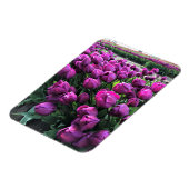 Lila Prince Tulips Magnet (Linke Seite)