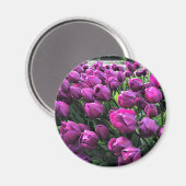 Lila Prince Tulips Magnet (Vorderseite/Rückseite)