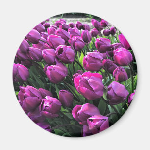 Lila Prince Tulips Magnet