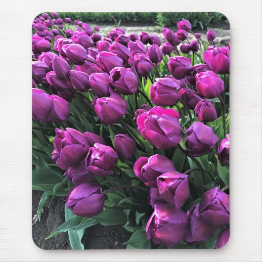 Lila Prince Tulips Mousepad (Vorne)