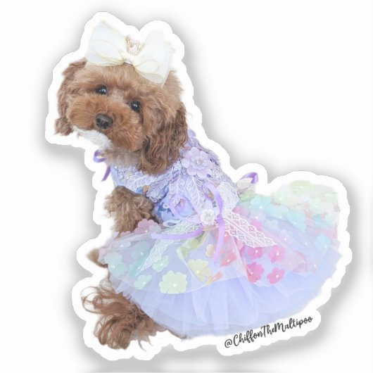 Lila Prinzessin Chiffon: Niedlich Maltipoo Welpe Aufkleber (Vorderseite)