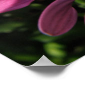 Lila Rain Daisy Print Poster (Ecke)