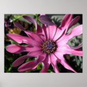 Lila Rain Daisy Print Poster (Vorne)