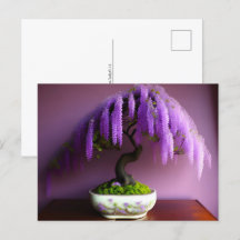 Lila Rain Wisteria Bonsai, Postüberquerung