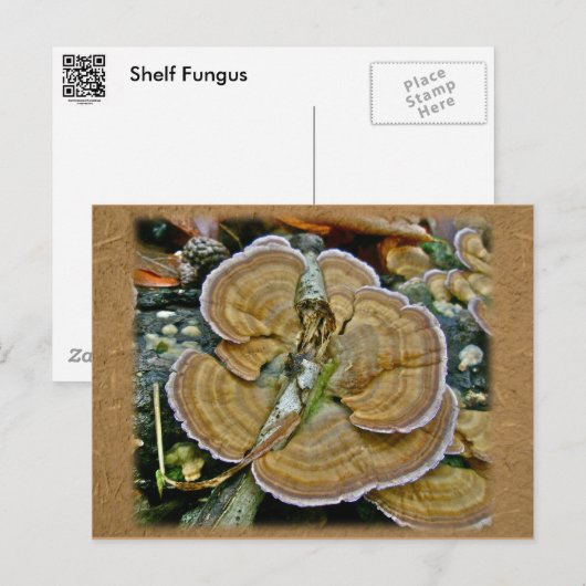 Lila Randlage Fungus Coordinated Items Postkarte (Vorne/Hinten)