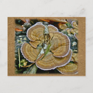 Lila Randlage Fungus Coordinated Items Postkarte