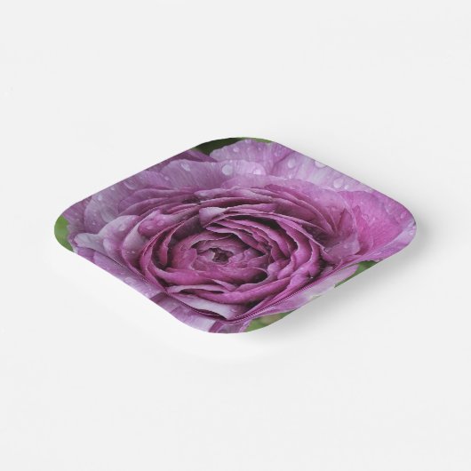 Lila Ranunculus Pappteller (Gewinkelt)