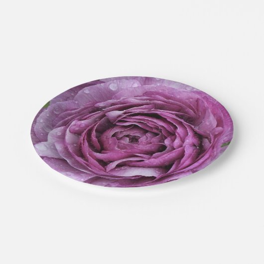 Lila Ranunculus Pappteller (Schrägansicht)