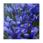 Lila Reticulated Irises Floral Fliese (Vorderseite)