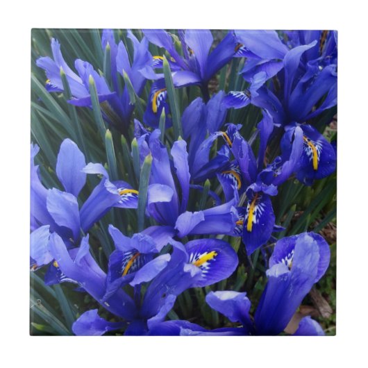 Lila Reticulated Irises Floral Fliese (Vorderseite)