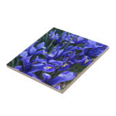 Lila Reticulated Irises Floral Fliese (Seite)