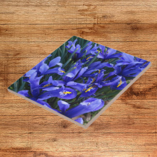 Lila Reticulated Irises Floral Fliese