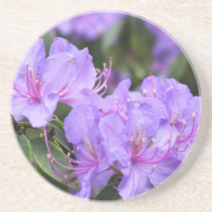 lila Rhododendron-Blume Sandstein Untersetzer