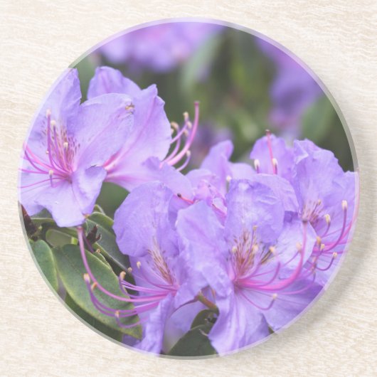 lila Rhododendron-Blume Sandstein Untersetzer (Vorne)