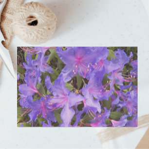 Lila Rhododendron Blume Seidenpapier