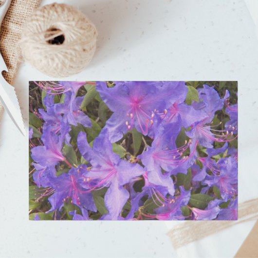Lila Rhododendron Blume Seidenpapier