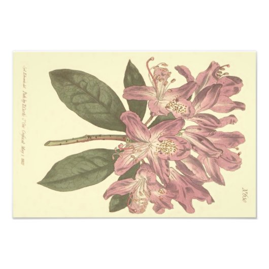 Lila Rhododendron-Illustration Fotodruck (Vorne)