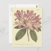 Lila Rhododendron-Illustration Postkarte (Vorne/Hinten)