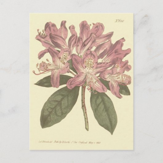 Lila Rhododendron-Illustration Postkarte (Vorderseite)