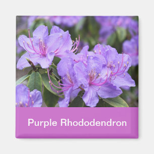 lila Rhododendron Magnet