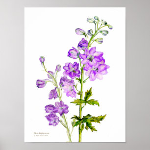 Lila Rittersporn botanisches feines Kunstposter-Dr Poster