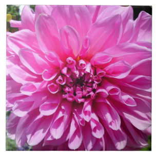Lila rosa Dahlien-Blumenfliese Fliese