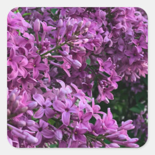 Lila rosa Flieder romantisches rosa Blumenfoto Quadratischer Aufkleber