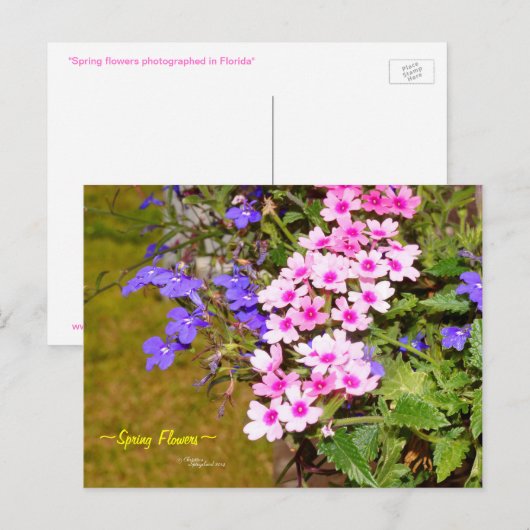 Lila Rosa Frühlingsblumen Postkarte (Vorne/Hinten)