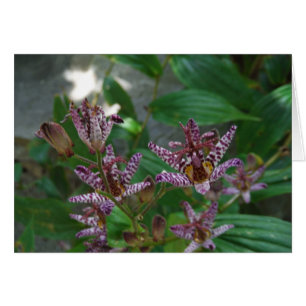 Lila, rosa gestreifte Orchidee wie Blume