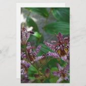 Lila, rosa gestreifte Orchidee wie Blume Briefpapier (Vorne/Hinten)