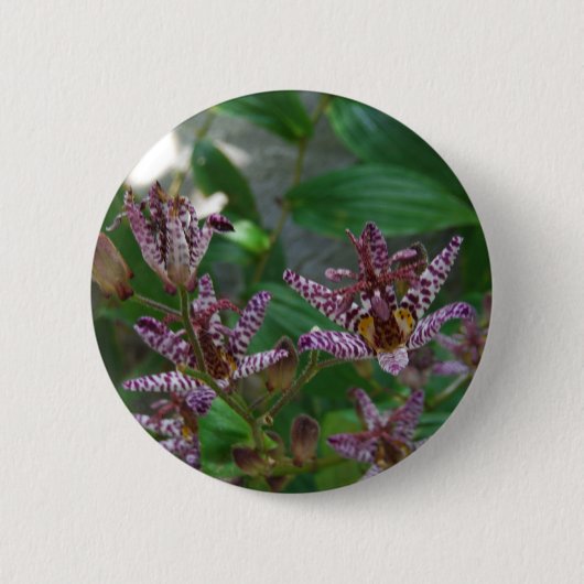 Lila, rosa gestreifte Orchidee wie Blume Button (Vorderseite)