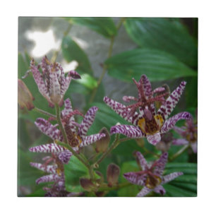 Lila, rosa gestreifte Orchidee wie Blume Fliese