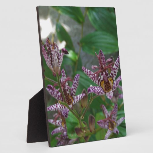 Lila, rosa gestreifte Orchidee wie Blume Fotoplatte (Seite)