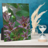 Lila, rosa gestreifte Orchidee wie Blume Fotoplatte (Seite)