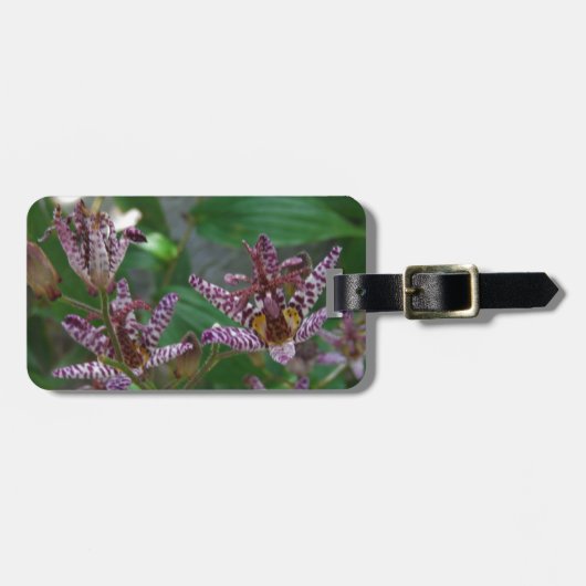 Lila, rosa gestreifte Orchidee wie Blume Gepäckanhänger (Vorderseite horizontal)