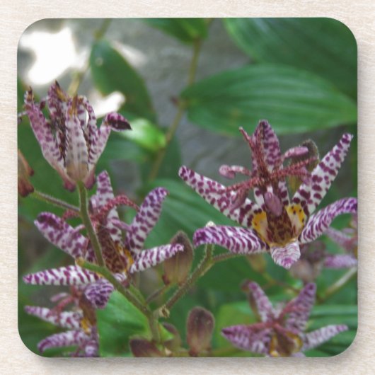 Lila, rosa gestreifte Orchidee wie Blume Getränkeuntersetzer (Vorderseite)