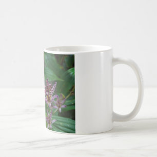 Lila, rosa gestreifte Orchidee wie Blume Kaffeetasse