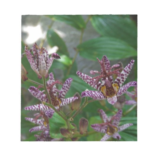 Lila, rosa gestreifte Orchidee wie Blume Notizblock (Vorderseite)