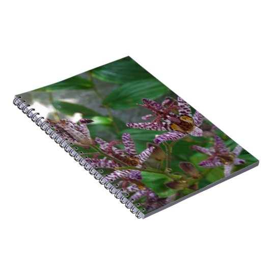 Lila, rosa gestreifte Orchidee wie Blume Notizblock (Rechte Seite)