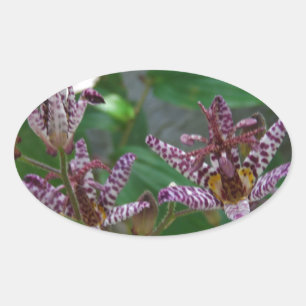 Lila, rosa gestreifte Orchidee wie Blume Ovaler Aufkleber