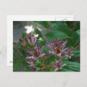 Lila, rosa gestreifte Orchidee wie Blume Postkarte (Vorne/Hinten)