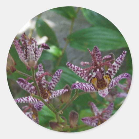 Lila, rosa gestreifte Orchidee wie Blume Runder Aufkleber (Vorderseite)