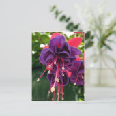 Lila rosa Leidenschaft Postkarte (Stehend Vorderseite)