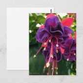 Lila rosa Leidenschaft Postkarte (Vorne/Hinten)
