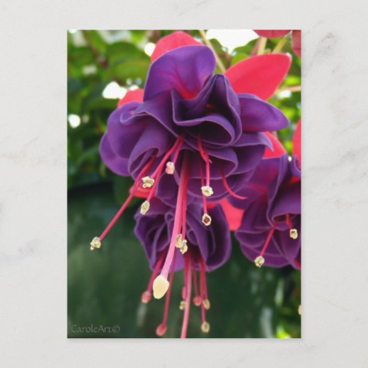 Lila rosa Leidenschaft Postkarte (Vorderseite)