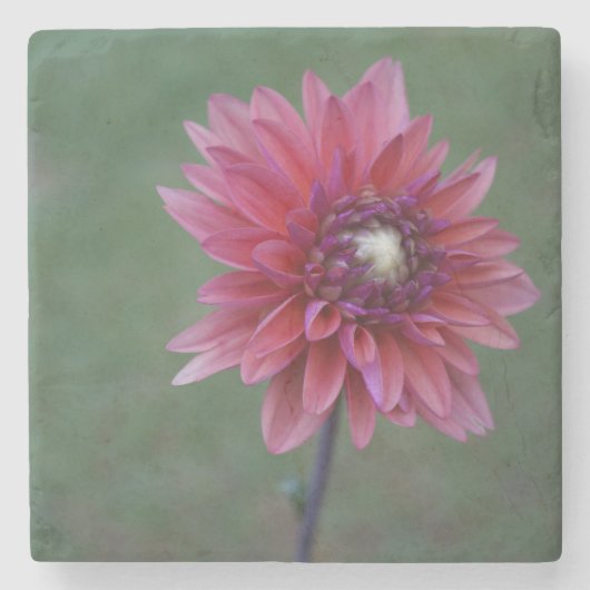 Lila rosa SteinUntersetzer der Dahlie-2 (Vorderseite)